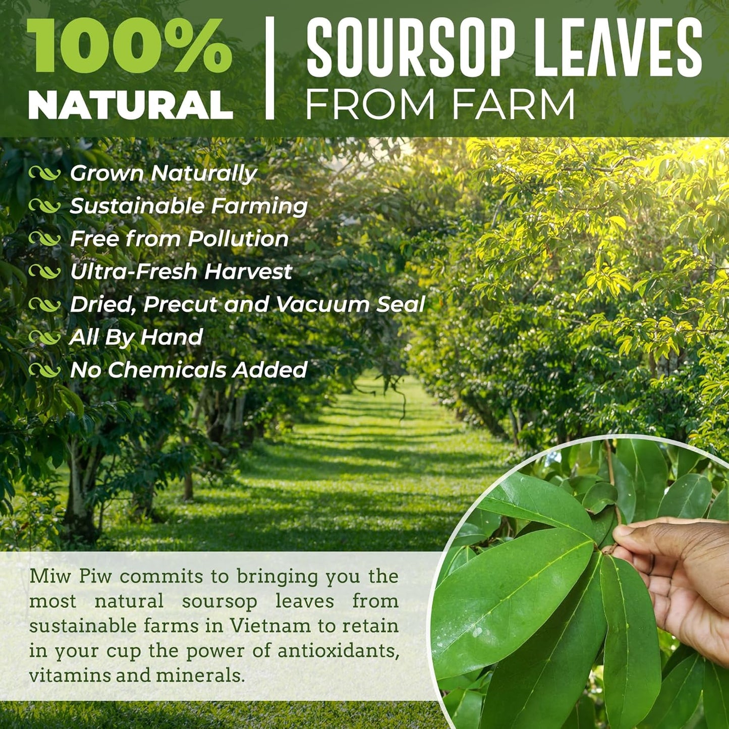 Miw Piw Soursop Graviola Dried Leaves Tea, 250+